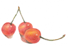 水果中蕴含的中医智慧：樱桃