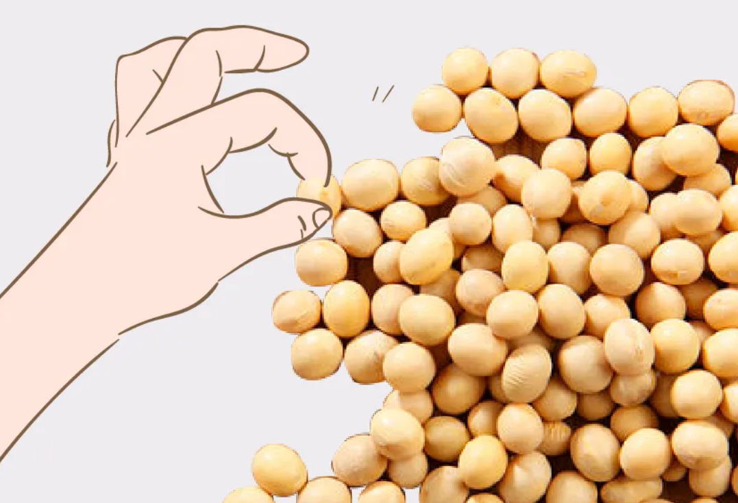 大豆是「心血管友好型」食物，含7种调血脂成分