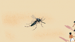 昆虫学家教你躲开蚊子出没高峰